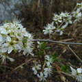 Blüten der Kirsch-Pflaume