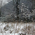 Schnee-Blüten - PeWe