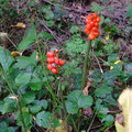 Beeren des Aaronstab (c) PeWe