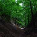 Buchen werfen Schatten