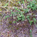 nn - Foto PeWe