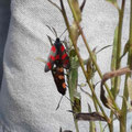 Blutstropfen-Widderchen, Block Natur