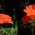 Blüten des KLatschmohn - Foto P. Welker