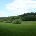 Blick in das Schutzgebiet Sotten im Mai...