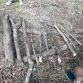 Waldxylophon fertig