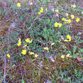 Sonnenröschen?  - Foto PeWe