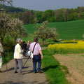 ...und ab! Halb Kraichgau, halb Odenwald. Weder Berge, noch Ebene, nur sanfte Hügel!