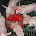 Assiette collective