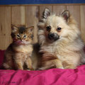 Chaton Somali de la Magie des Licornes et Deeandra, chien Spitz