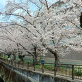 仙川沿いの桜並木（TOHOスタジオ側）