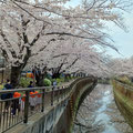 仙川沿いの桜並木（TOHOスタジオ側）