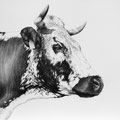Hanoï - Crayon noir sur papier 50 x 40 cm - 2022<br><br>Peinture vache . dessin vache . vache vosgienne . toile . peinture animalière . peintre animalier . race vosgienne
