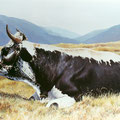 La Ligne Blanche des Vosges - Acrylique sur toile - 55 x 46 cm - 1997<br><br>Peinture vache . dessin vache . vache vosgienne . toile . peinture animalière . peintre animalier . race vosgienne