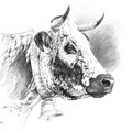 Sans titre - Crayon noir sur papier 40 x 30 cm - 2019<br><br> dessin vache . vache vosgienne . dessin animalier . peintre animalier . race vosgienne