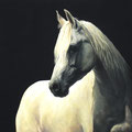 Pur-sang arabe - Acrylique sur toile - 1 x 1 - 2008<br><br>Peinture . peintre animalier . artiste peintre . peinture animalière . animal . cheval . cheval blanc