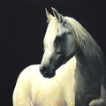 Pur-sang arabe - Acrylique sur toile - 100 x 100 - 2008<br><br>Peinture . peintre animalier . artiste peintre . peinture animalière . animal . cheval . cheval blanc