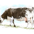 Vosgienne pâturage II - Encre couleur réhaussée de crayon noir sur papier - 24 x 18 cm - 2013<br><br>Peinture vache . dessin vache . vache vosgienne . toile . peinture animalière . peintre animalier . race vosgienne