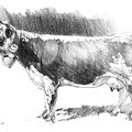 Sans titre - Crayon noir sur papier 40 x 30 cm - 2019<br><br> dessin vache . vache vosgienne . dessin animalier . peintre animalier . race vosgienne