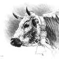 Sans titre - Crayon noir sur papier 40 x 30 cm - 2019<br><br> dessin vache . vache vosgienne . dessin animalier . peintre animalier . race vosgienne