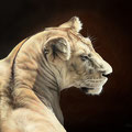 Maïra, la lionne - Médaille de bronze Salon Vittel 2024 - Acrylique sur toile - 50 x 40 cm - 2023<br><br>Peinture . peintre animalier . artiste peintre . peinture animalière . animal . lièvre