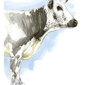 Sans titre - Encre couleur réhaussée de crayon noir sur papier - 40 x 50 cm - 2013<br><br>Peinture vache . dessin vache . vache vosgienne . toile . peinture animalière . peintre animalier . race vosgienne