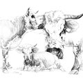 Étude - Crayon noir sur papier - 40 x 30 cm - 2013<br><br>Peinture vache . dessin vache . vache vosgienne . toile . peinture animalière . peintre animalier . race vosgienne