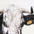 Iris - Acrylique sur toile - 46 x 27 cm - 2003<br><br>Peinture vache . dessin vache . vache vosgienne . toile . peinture animalière . peintre animalier . race vosgienne