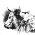 Sans titre - Crayon noir sur papier 40 x 30 cm - 2019<br><br> dessin vache . vache vosgienne . dessin animalier . peintre animalier . race vosgienne