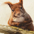 Ecureuil (détail) - Acrylique sur toile - 0,40 x 1,20 m - 2012<br><br>Peinture . peintre animalier . artiste peintre . peinture animalière . animal