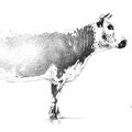 Sans titre - Crayon noir sur papier 30 x 40 cm - 2015<br><br> dessin vache . vache vosgienne . dessin animalier . peintre animalier . race vosgienne