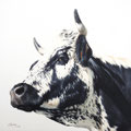 Jonquille - Acrylique sur toile - 60 x 60 cm - 2019<br><br>Peinture vache . vache vosgienne . toile . peinture animalière . peintre animalier . race vosgienne