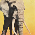 Le Patriarche - Acrylique sur toile - 1 x 1 m - 2008 <br><br>Peinture . peintre animalier . artiste peintre . peinture animalière . animal . elephant . afrique