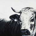 Jade - Acrylique sur toile - 61 x 38 cm - 2022<br><br>Peinture vache . dessin vache . vache vosgienne . toile . peinture animalière . peintre animalier . race vosgienne