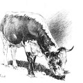 Sans titre - Crayon noir sur papier 40 x 30 cm - 2019<br><br> dessin vache . vache vosgienne . dessin animalier . peintre animalier . race vosgienne