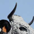 Havana - Acrylique sur toile - 50 x 40 cm - 2024<br><br>Peinture vache . vache vosgienne . toile . peinture animalière . peintre animalier . race vosgienne
