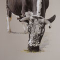 À table - Encre couleur réhaussée de crayon noir et acrylique blanche sur papier - 40 x 60 cm - 2024<br><br>Peinture vache . dessin vache . vache vosgienne . toile . peinture animalière . peintre animalier . race vosgienne