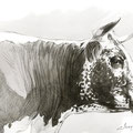 Sans titre - Encre et crayon noir sur papier - 40 x 30 cm - 2013<br><br>Peinture vache . dessin vache . vache vosgienne . toile . peinture animalière . peintre animalier . race vosgienne