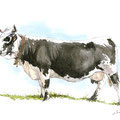 Sans titre - Crayon noir sur papier 30 x 20 cm - 2017<br><br> dessin vache . vache vosgienne . dessin animalier . peintre animalier . race vosgienne