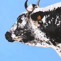 Brimbelle - Acrylique sur toile - 60 x 80 cm - 2006<br><br>Peinture vache . dessin vache . vache vosgienne . toile . peinture animalière . peintre animalier . race vosgienne
