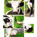 Signes extérieurs de Vosgienne I - 60 x 80 cm - 2002<br><br>Peinture vache . dessin vache . vache vosgienne . toile . peinture animalière . peintre animalier . race vosgienne
