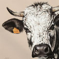 Mélanie II - Encre couleur réhaussée de crayon noir et acrylique blanche sur papier - 50 x 70 cm - 2023<br><br>Peinture vache . dessin vache . vache vosgienne . toile . peinture animalière . peintre animalier . race vosgienne