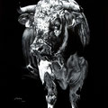 Brut - Crayon pastel blanc, acrylique blanche sur cartoline noire - 50 x 70 cm - 2020<br><br>Peinture vache . taureau vosgien . toile . peinture animalière . peintre animalier . race vosgienne