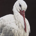 Son Altesse d'Elsass - Acrylique sur toile - 80 x 60 cm - 2024<br><br>Peinture . peintre animalier . artiste peintre . peinture animalière . animal . cigogne