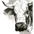 Sans titre - Encre et crayon noir sur papier - 30 x 40 cm - 2013<br><br>Peinture vache . dessin vache . vache vosgienne . toile . peinture animalière . peintre animalier . race vosgienne