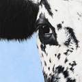 Signes extérieurs de Vosgienne II (détail) - 2003<br><br>Peinture vache . dessin vache . vache vosgienne . toile . peinture animalière . peintre animalier . race vosgienne