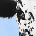 Signes extérieurs de Vosgienne II (détail) - 2003<br><br>Peinture vache . dessin vache . vache vosgienne . toile . peinture animalière . peintre animalier . race vosgienne