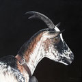 Chèvre Lorraine - Acrylique sur toile - 60 x 60 cm - 2021<br><br>Peinture . peintre animalier . artiste peintre . peinture animalière . animal .