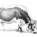 Sans titre - Crayon noir sur papier 40 x 30 cm - 2019<br><br> dessin vache . vache vosgienne . dessin animalier . peintre animalier . race vosgienne