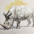 Rhino - Technique mixte sur papier couleur - 50 x 70 cm - 2019<br><br>Peinture . peintre animalier . artiste peintre . peinture animalière . animal . rhinocéros
