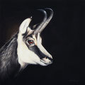Chamois - Acrylique sur toile - 50 x 50 cm - 2020<br><br>Peinture . peintre animalier . artiste peintre . peinture animalière . animal . chamois